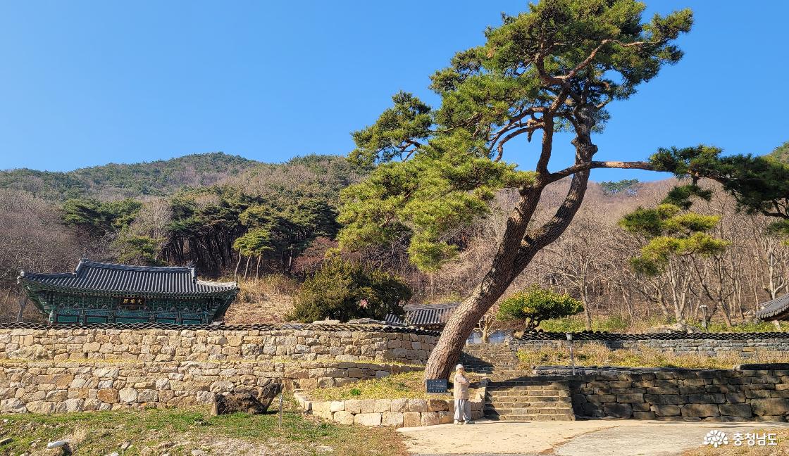 전통사찰 청양 정혜사 대웅전 잎 노송과 거북바위.