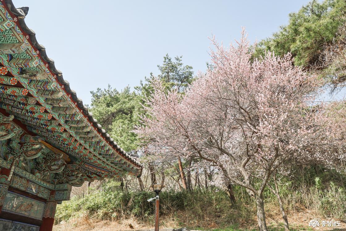 대웅전 옆 홍매화