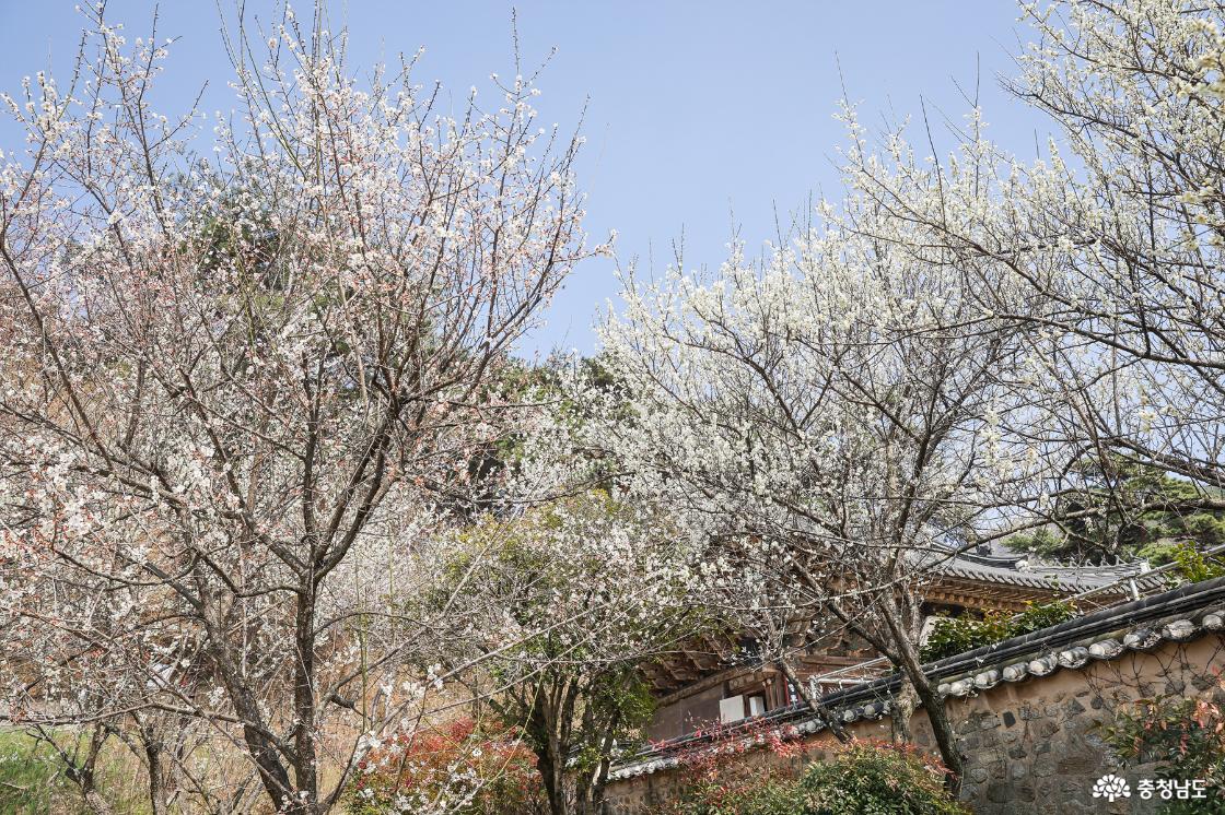 중악당 옆 매화