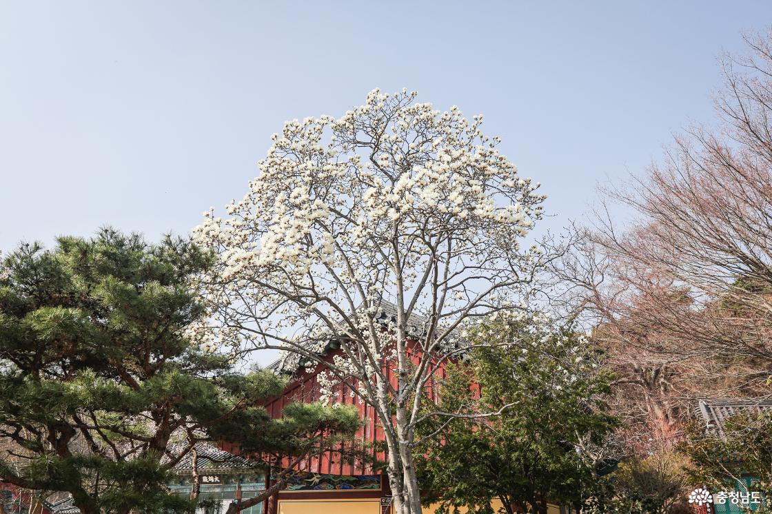목련꽃