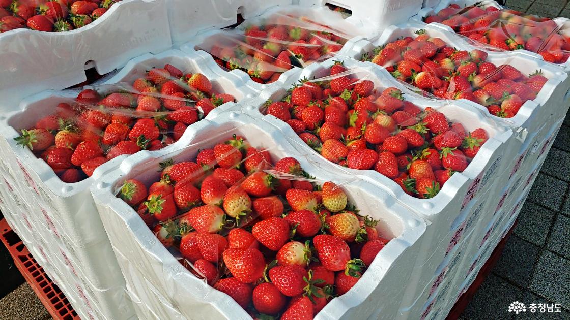 논산딸기 - 청정논산딸기축제장 