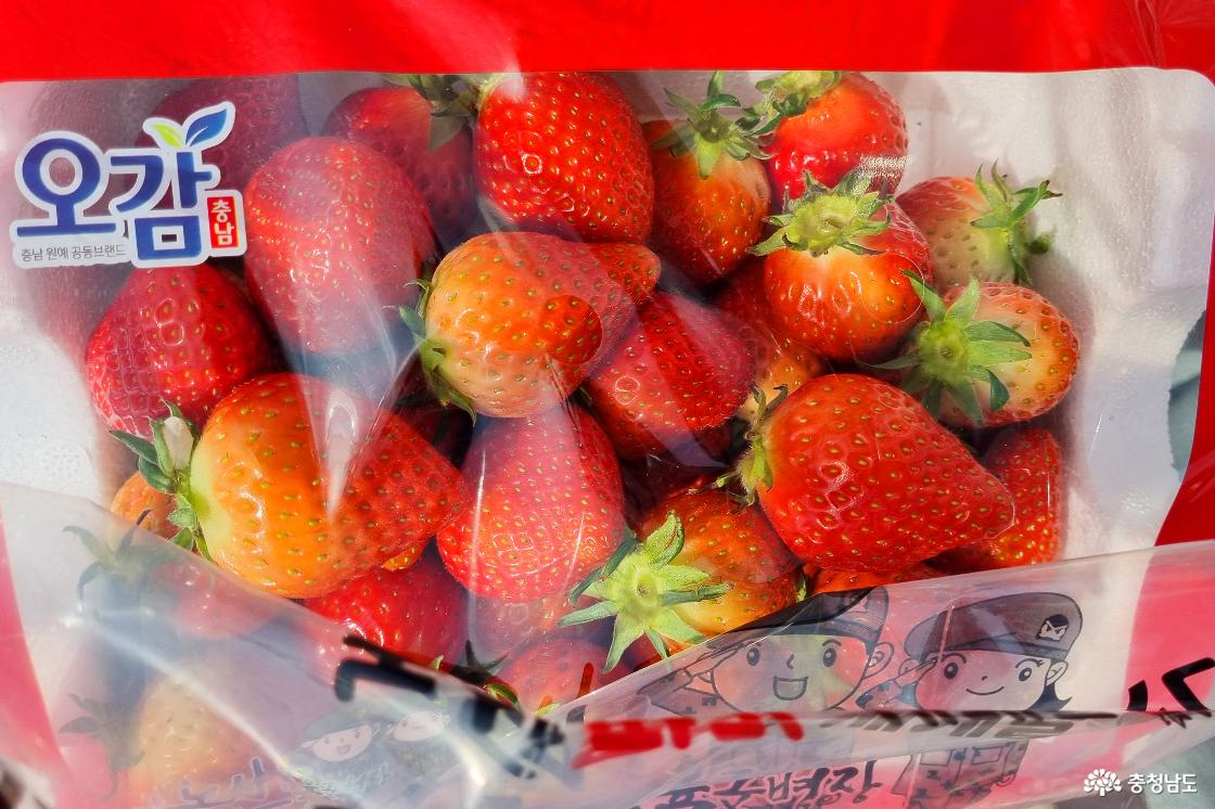딸기축제에서 구매한 설향 1kg