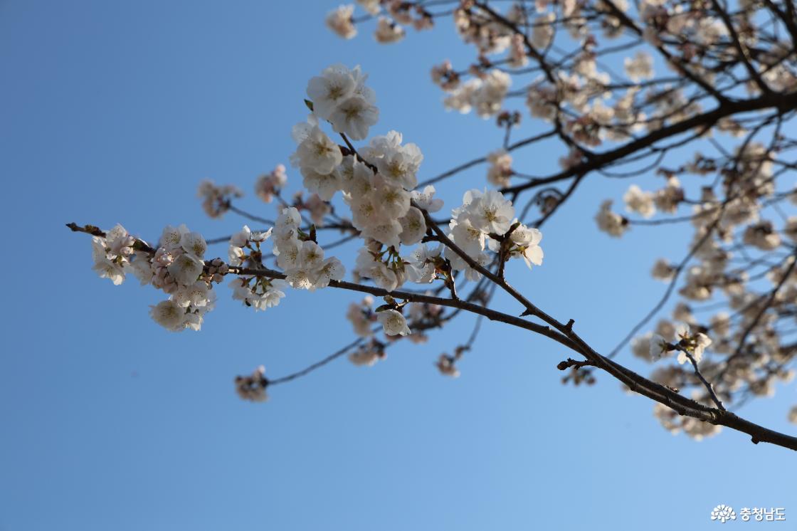 공주 인절미 축제의 현장