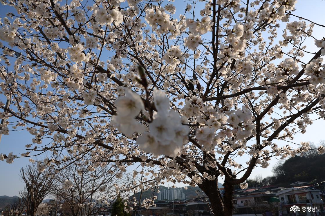 공주 인절미 축제의 현장
