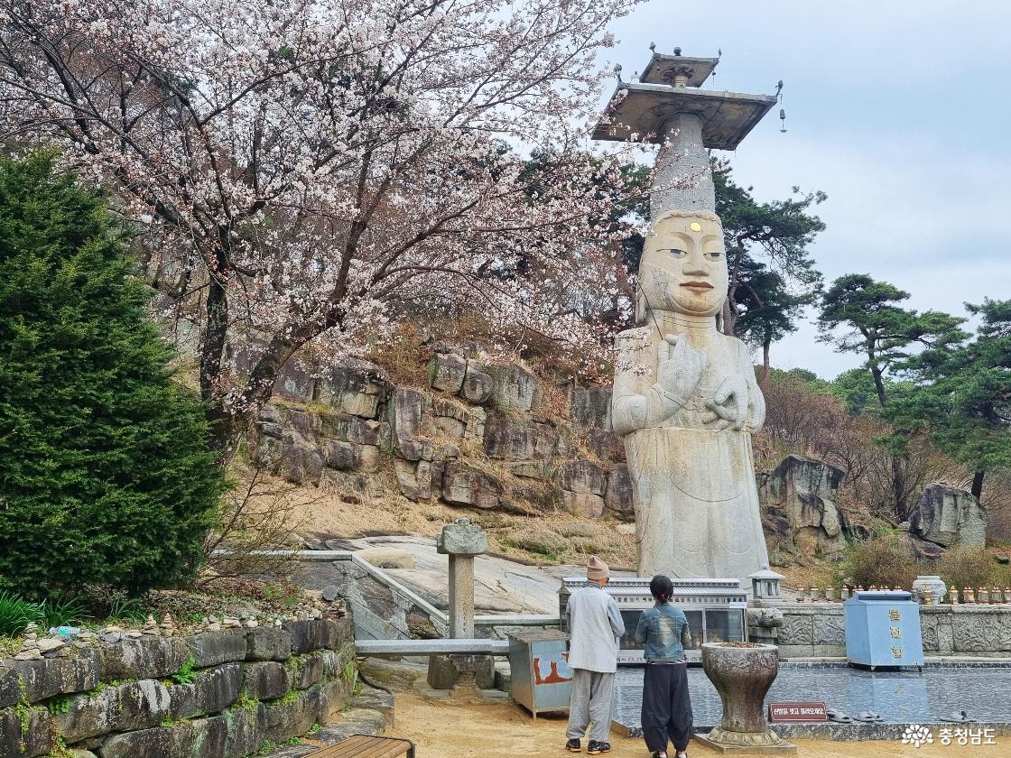 논산 벚꽃 명소, 관촉사 벚꽃 나들이