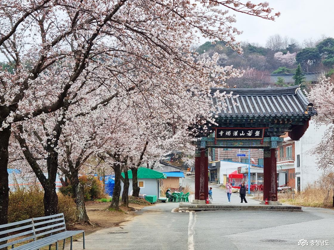 논산 벚꽃 일번지, 관촉사 일주문 앞