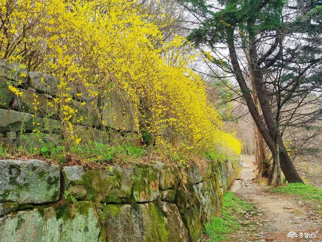 논산 벚꽃 일번지, 관촉사 개나리