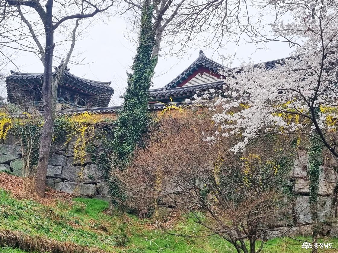 논산 벚꽃 일번지, 관촉사 벚꽃과 개나리