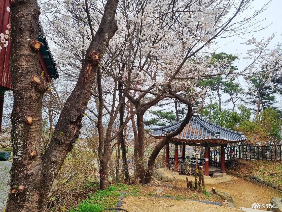 논산 벚꽃 일번지, 관촉사 경내