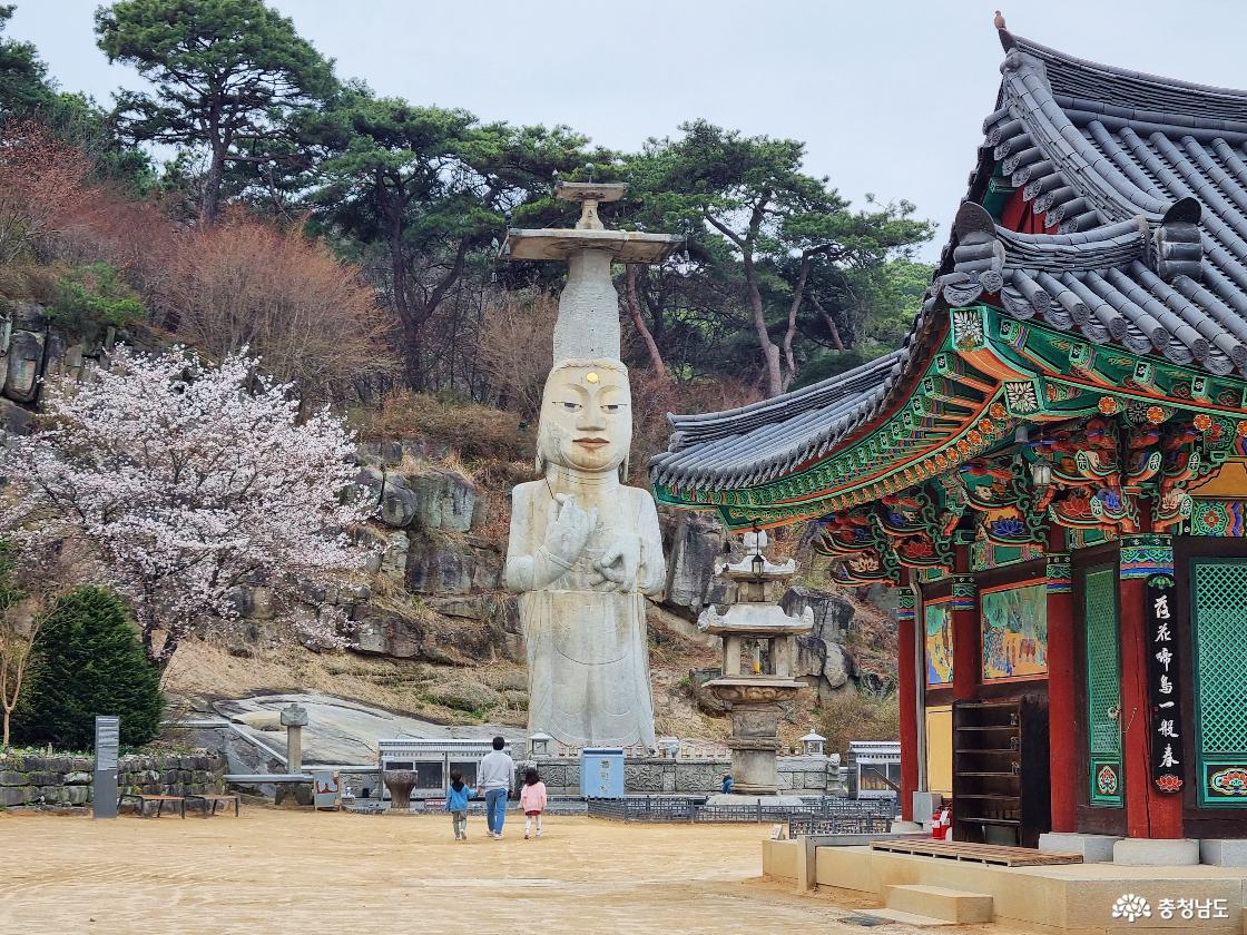 논산 벚꽃 일번지, 관촉사 경내