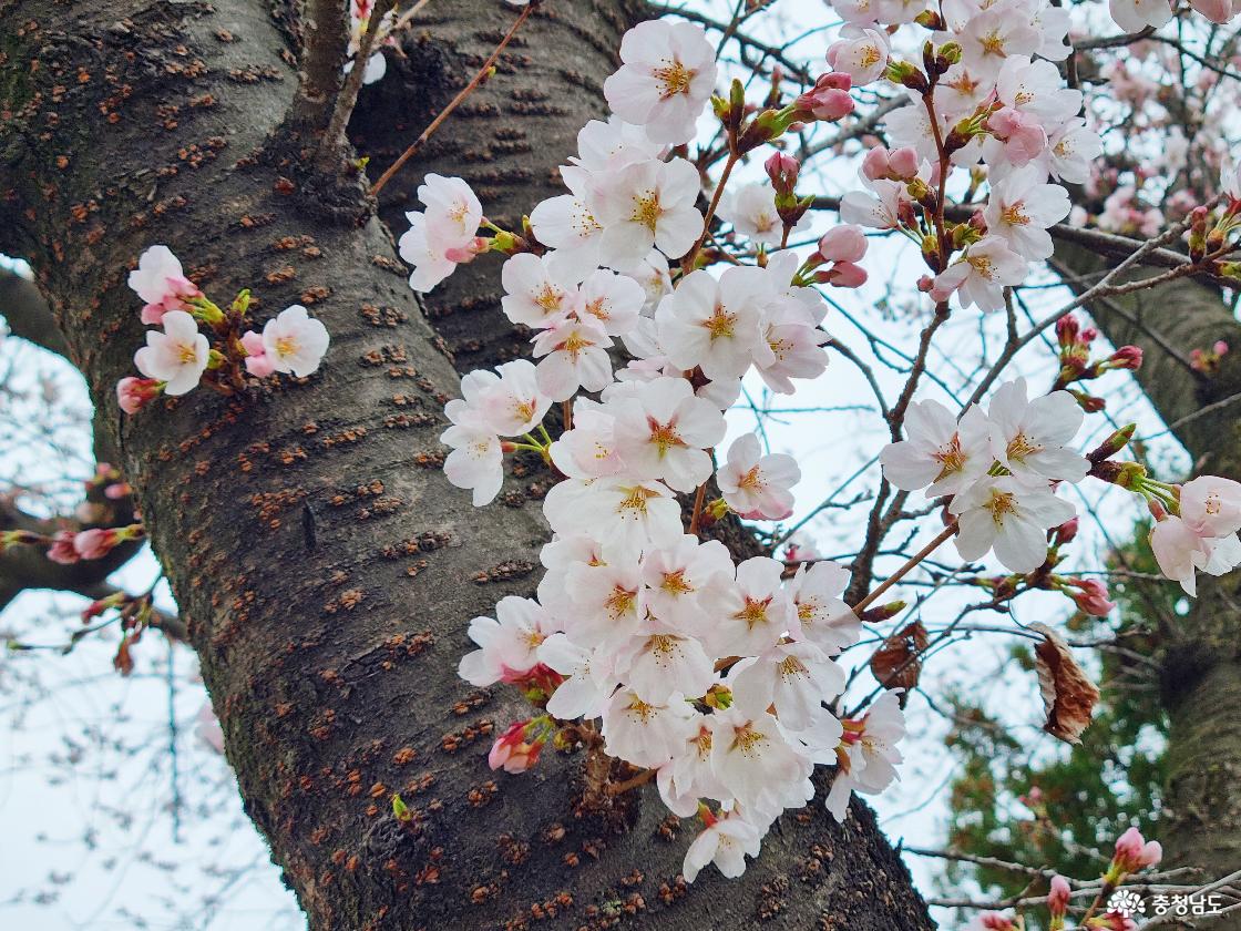 논산 벚꽃 일번지, 관촉사