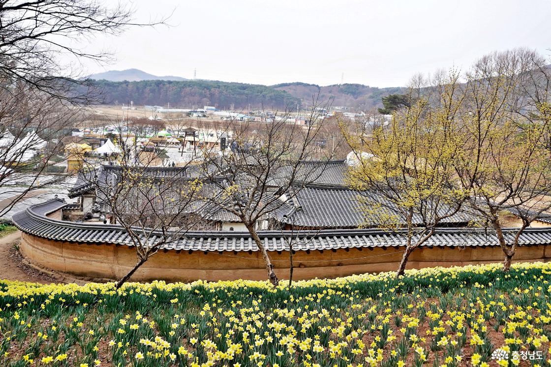 수선화 꽃축제 개최되는 서산 유기방가옥