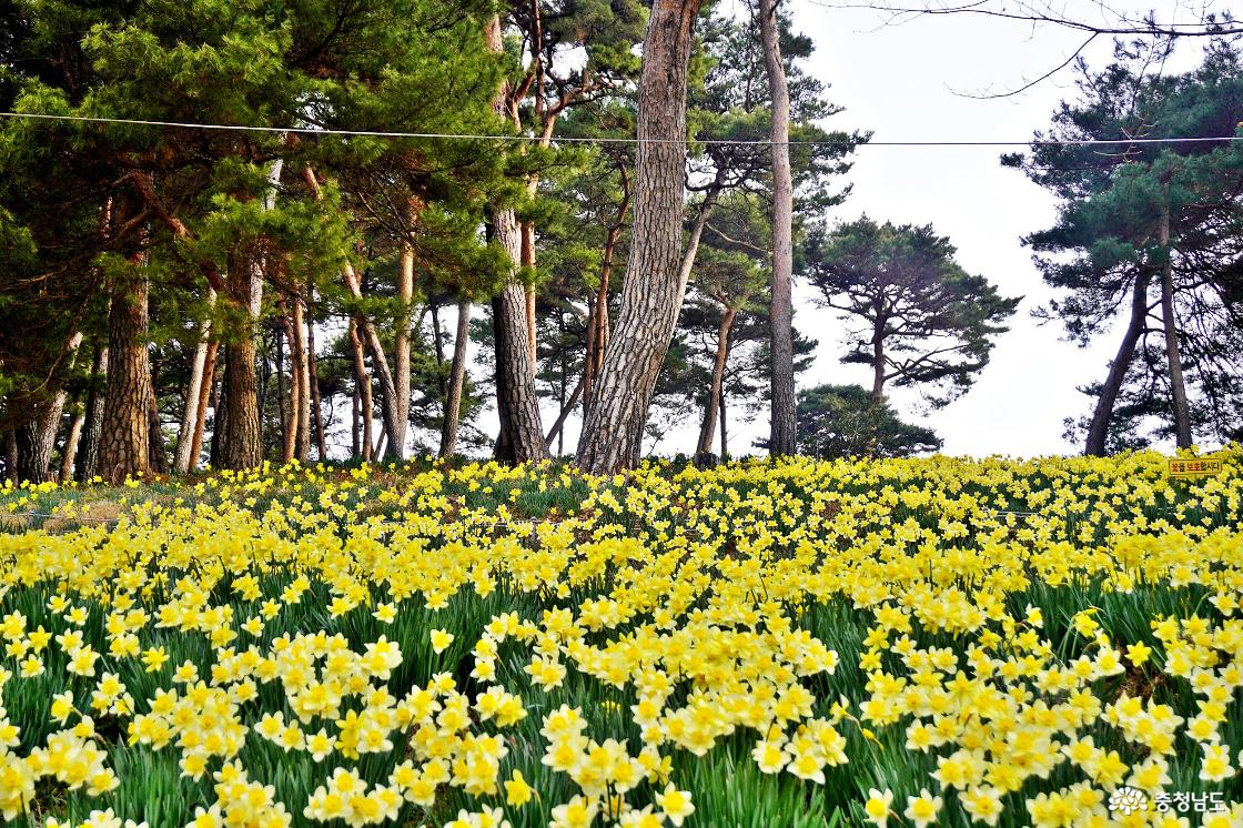 수선화꽃 만개한 서산유기방가옥 뒤뜰