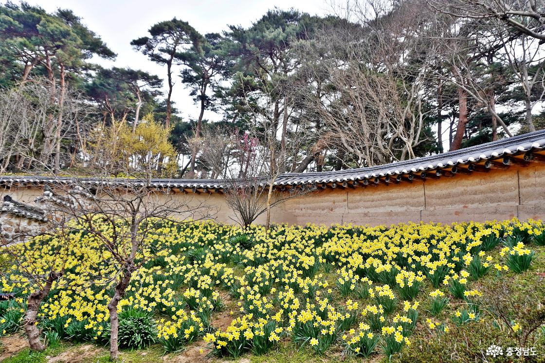 유기방가옥의 수선화