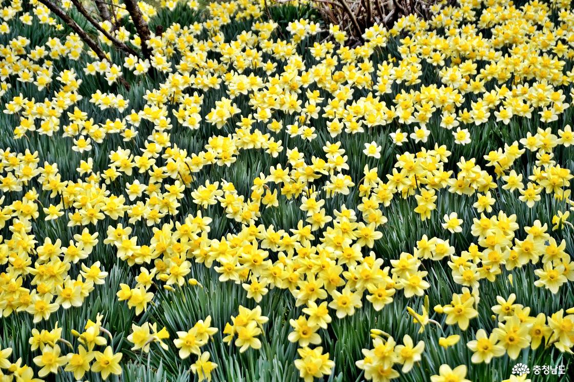 유기방가옥의 수선화