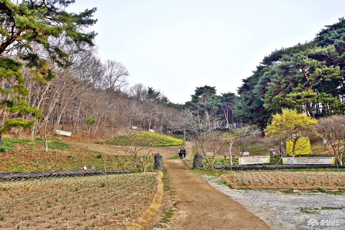 유기방가옥의 수선화