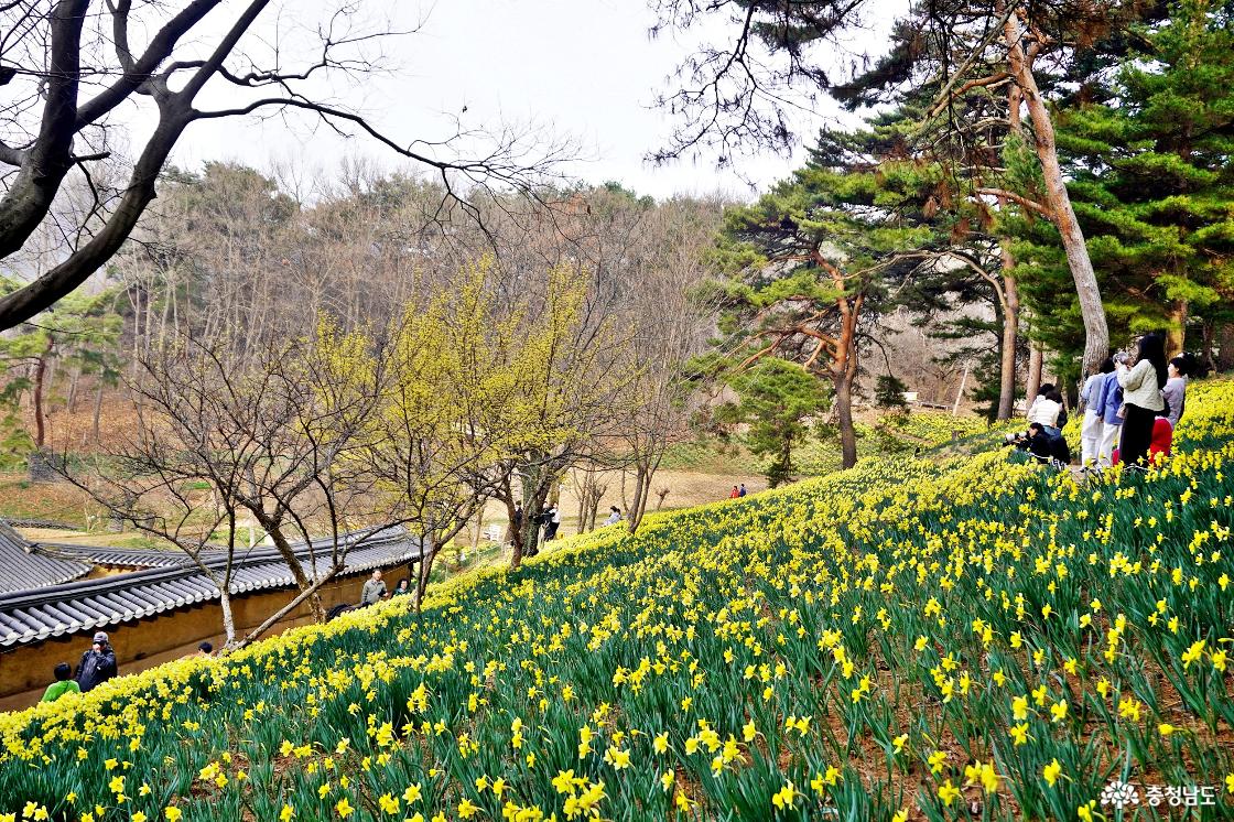충남 봄꽃명소 서산 유기방가옥