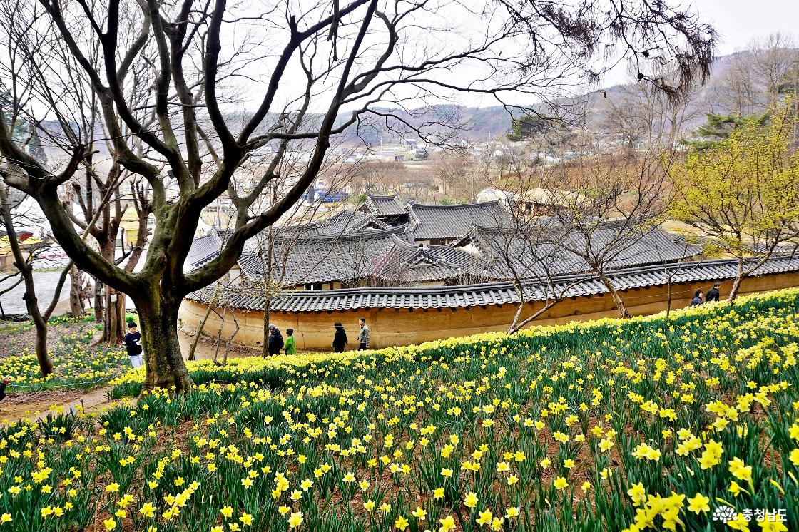 충남 봄꽃명소 서산 유기방가옥