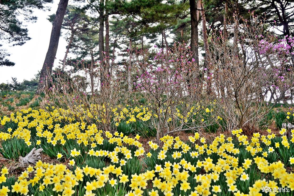 소나무와 어우러진 수선화 군락