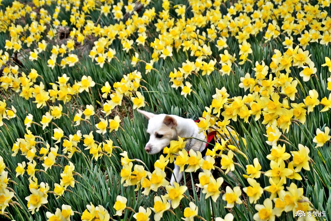 수선화꽃 활짝 피다