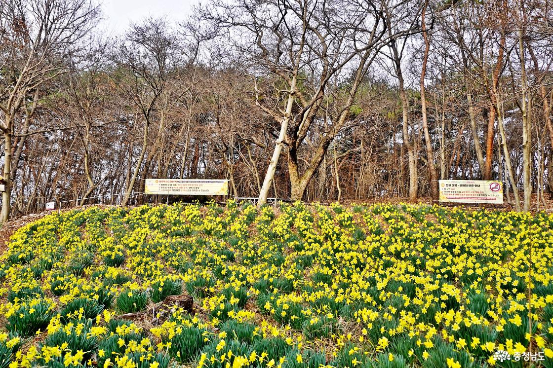 소나무와 어우러진 수선화 군락