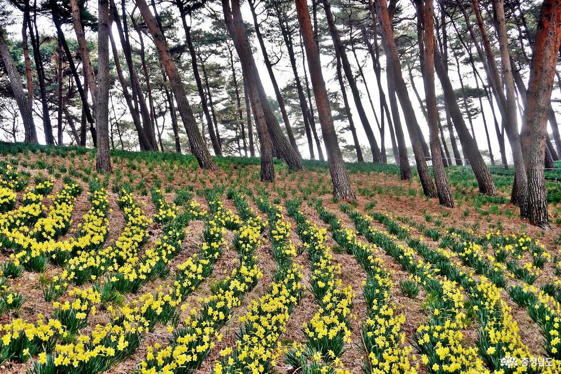 일조량에 따라 개화상태가 다른 소나무군락의 수선화