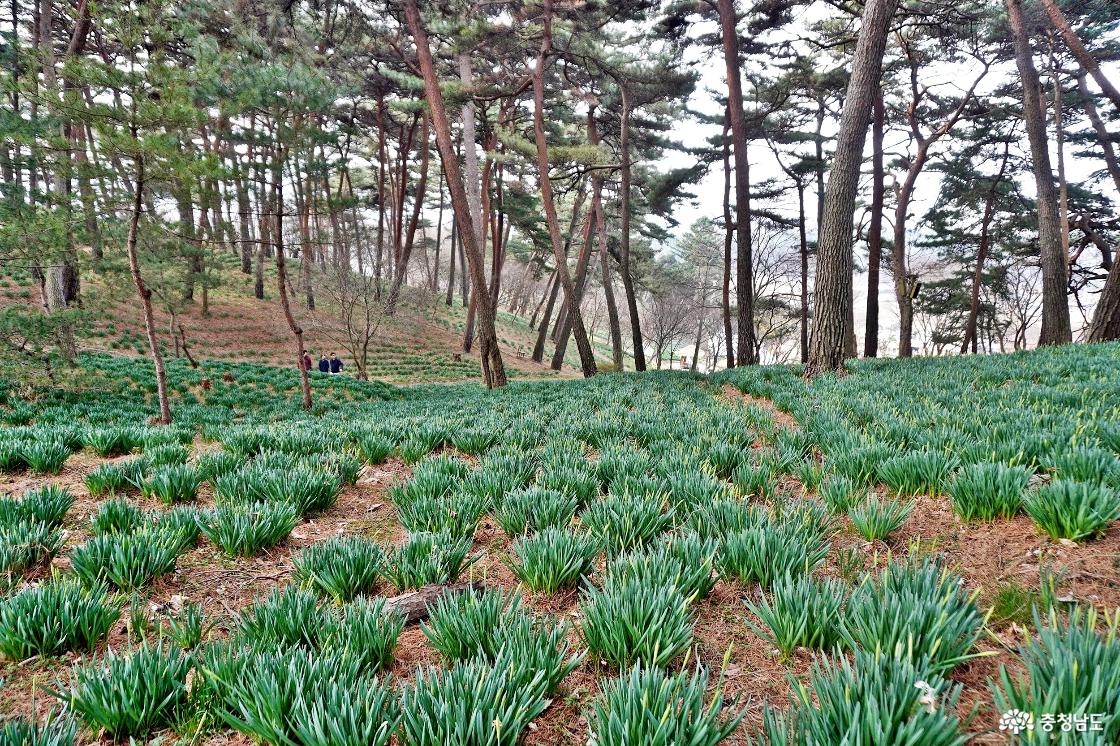 4월둘째주 개화가 예상되는 수선화 