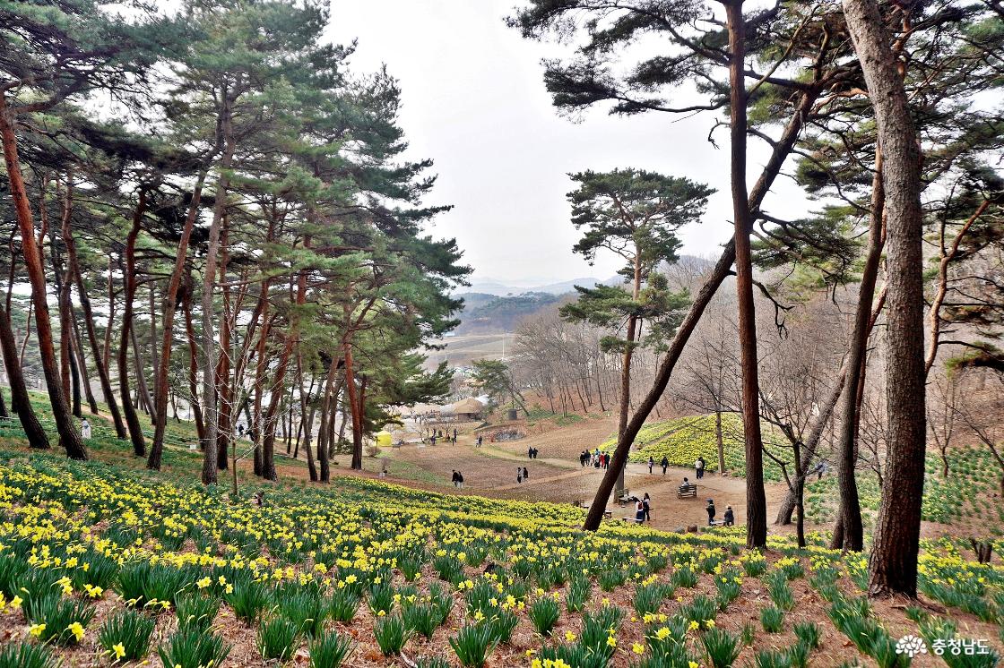 서산유기방가옥 수선화