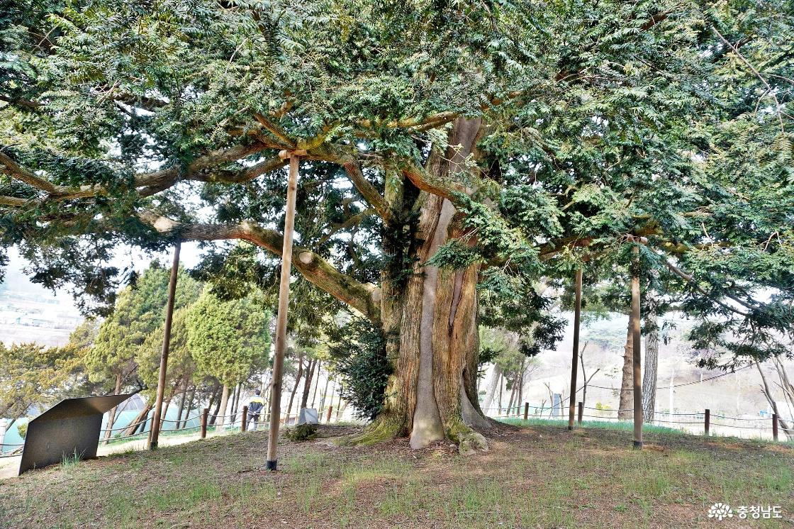 서산 유기방가옥의 수령 350년 비자나무