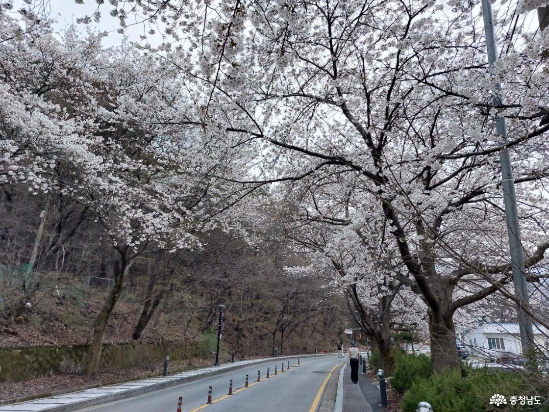 동학사 벚꽃 모습