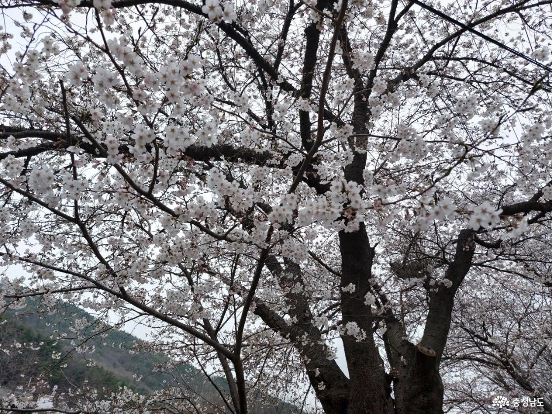 동학사 벚꽃 모습