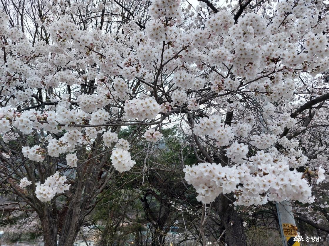 동학사 벚꽃 모습