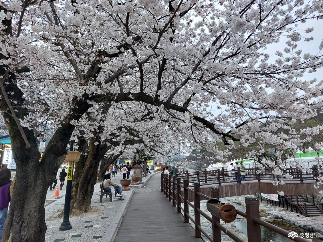 동학사 입구 만개한 벚꽃