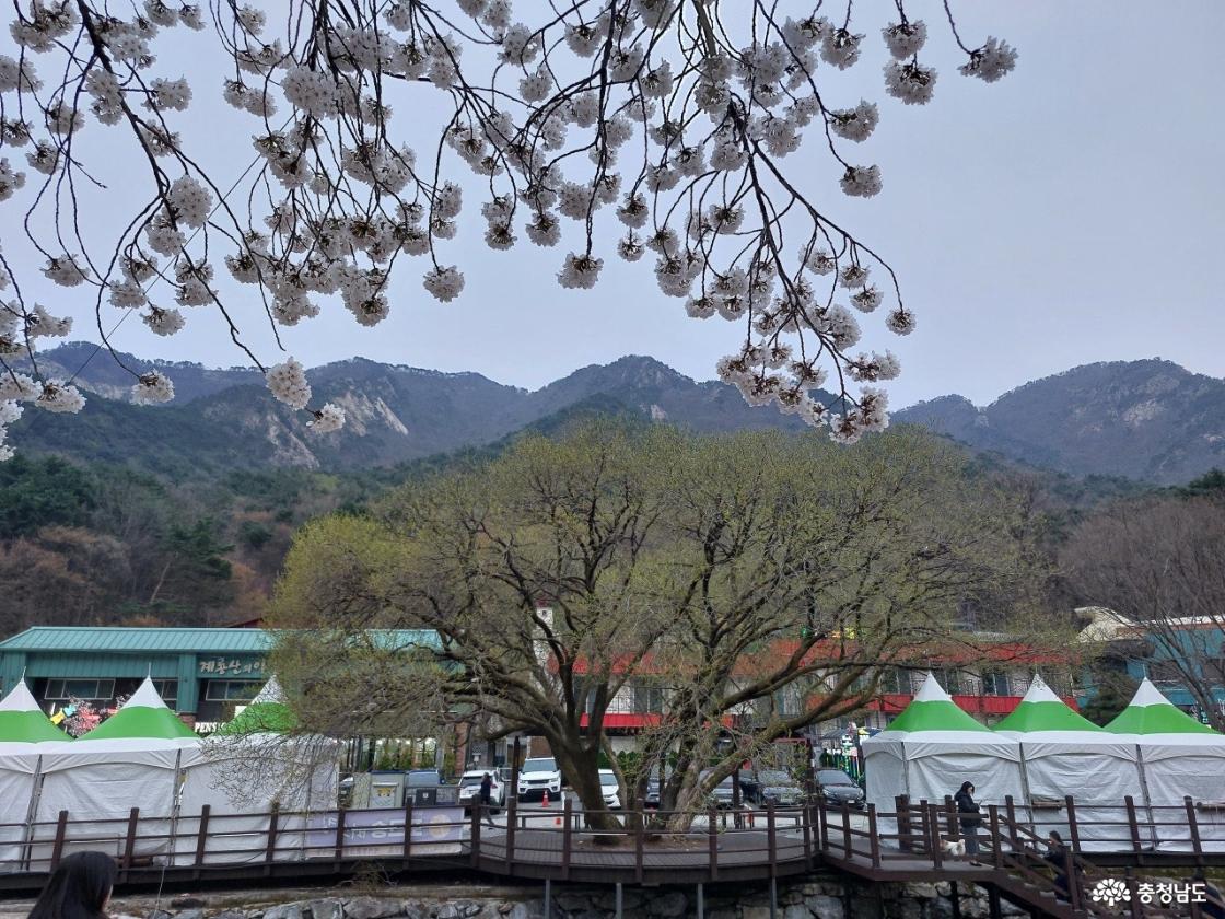 동학사 벚꽃 모습