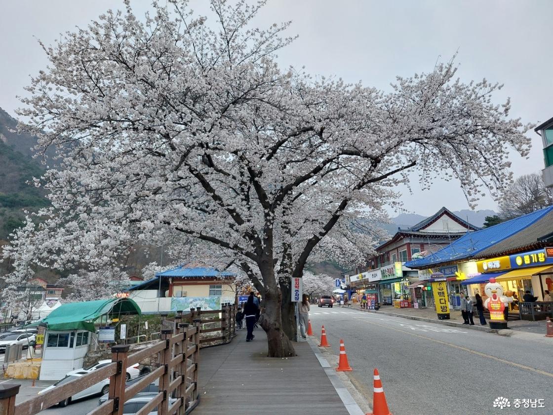 동학사 벚꽃 모습