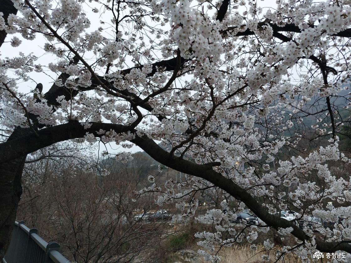 동학사 벚꽃 모습