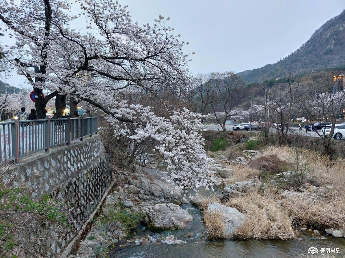 동학사 벚꽃 모습