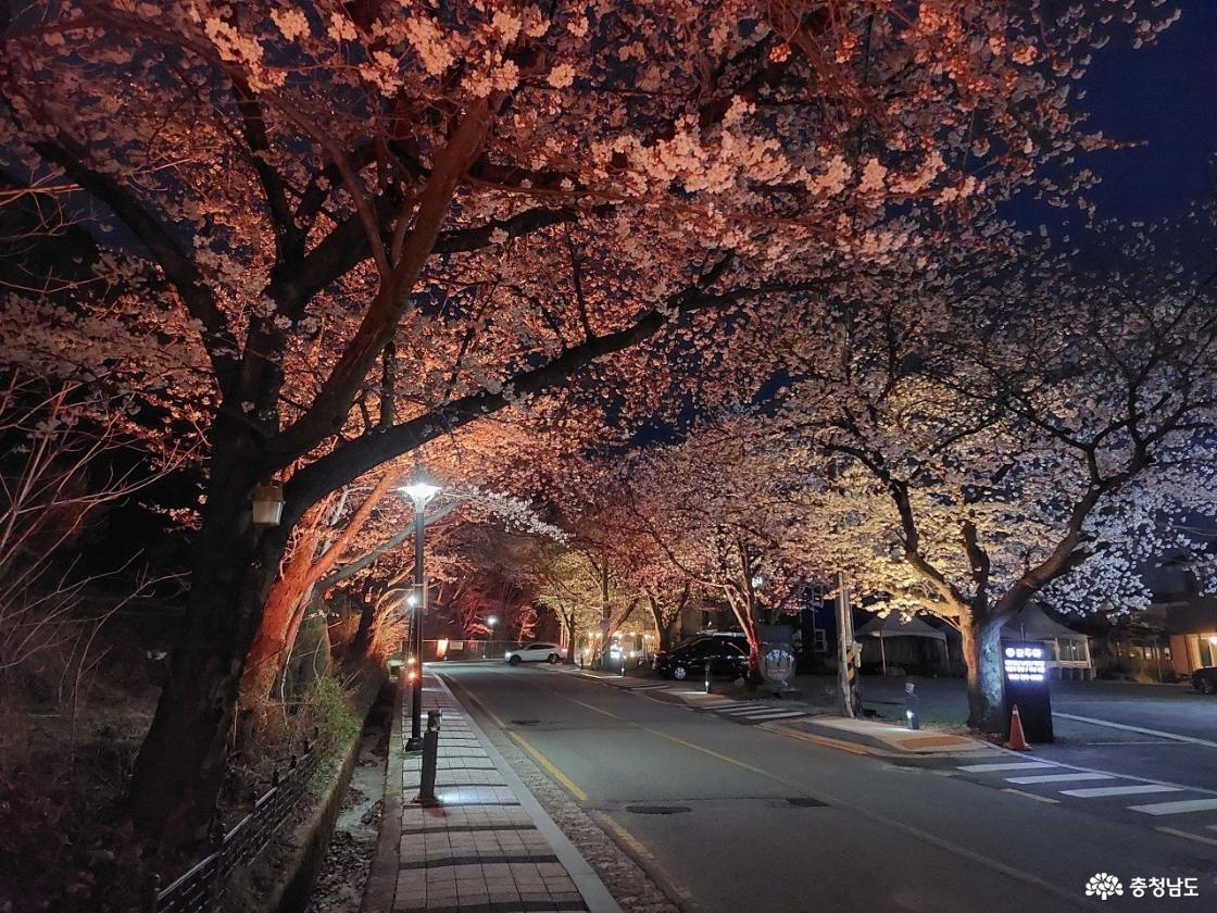 동학사 벚꽃 모습