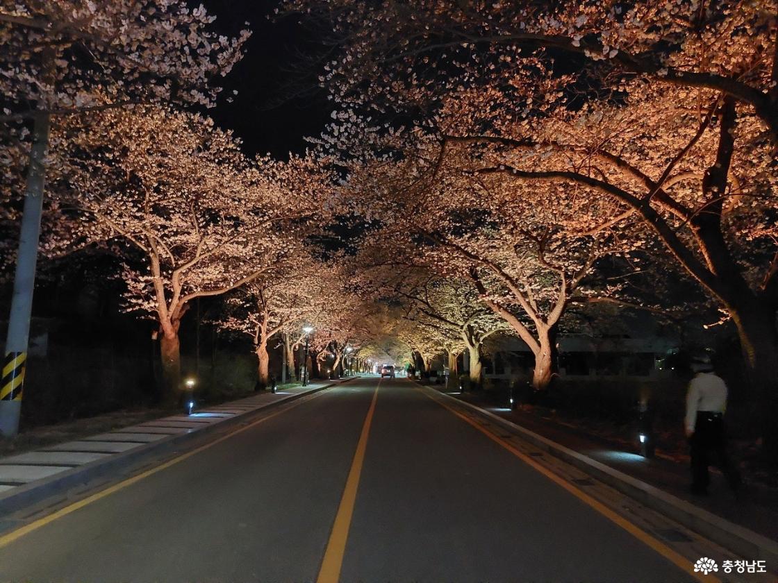 동학사 벚꽃 모습