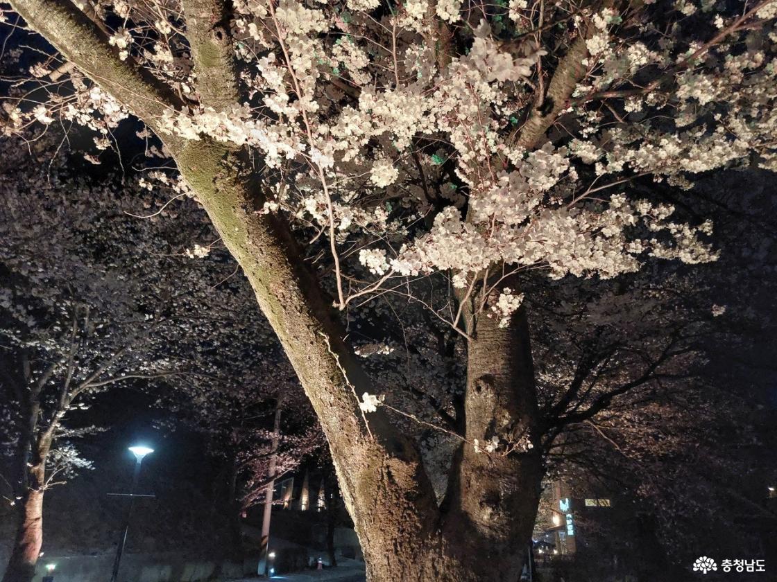 동학사 벚꽃 모습