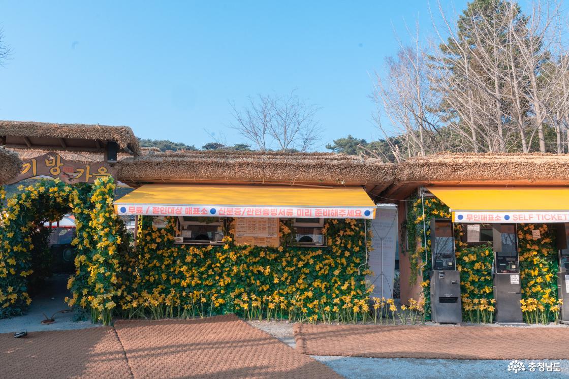 서산유기방가옥 수선화 만개 소식