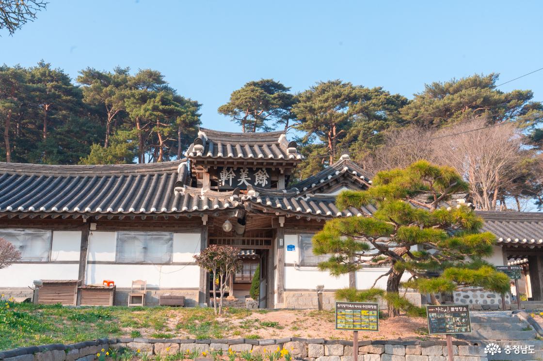 서산유기방가옥 수선화 만개 소식