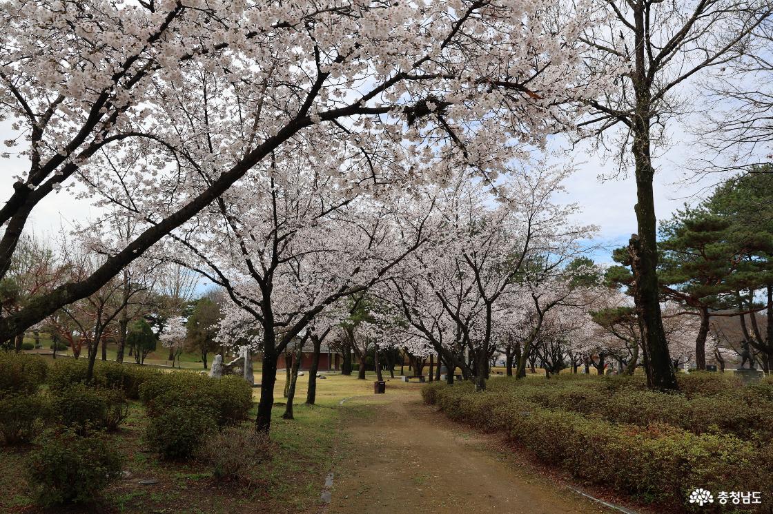 구드레 조각공원의 벚꽃피는 풍경