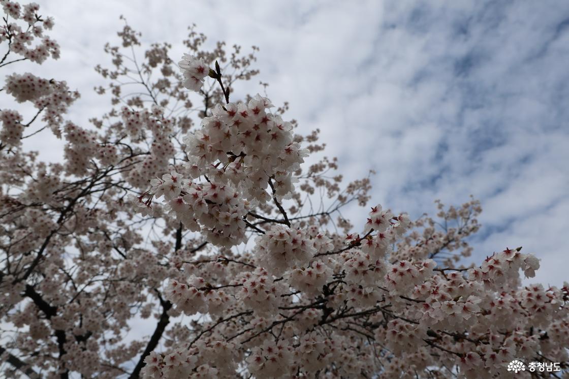 구드레 조각공원의 벚꽃피는 풍경