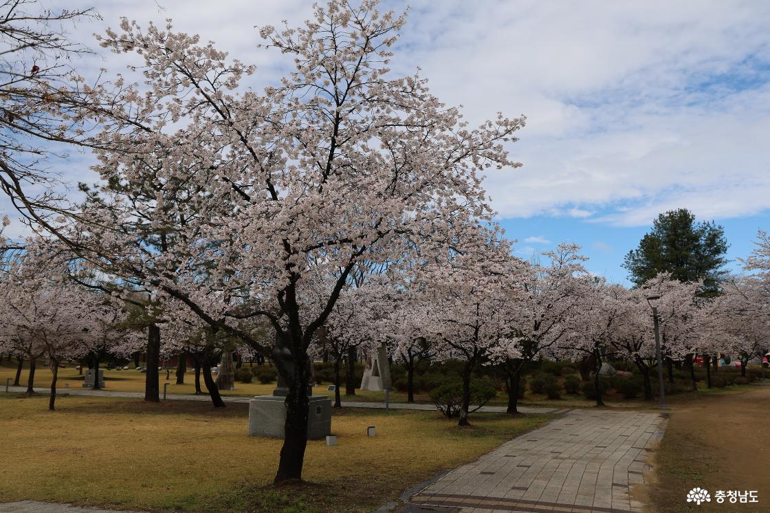 구드레 조각공원의 벚꽃피는 풍경