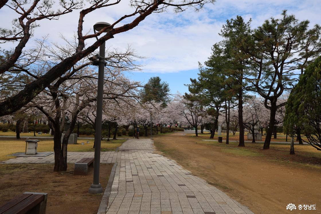 구드레 조각공원의 벚꽃피는 풍경
