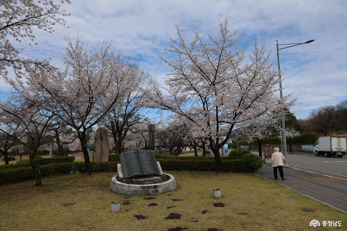 구드레 조각공원의 벚꽃피는 풍경
