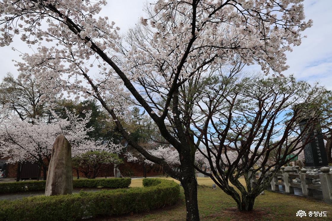 구드레 조각공원의 벚꽃피는 풍경
