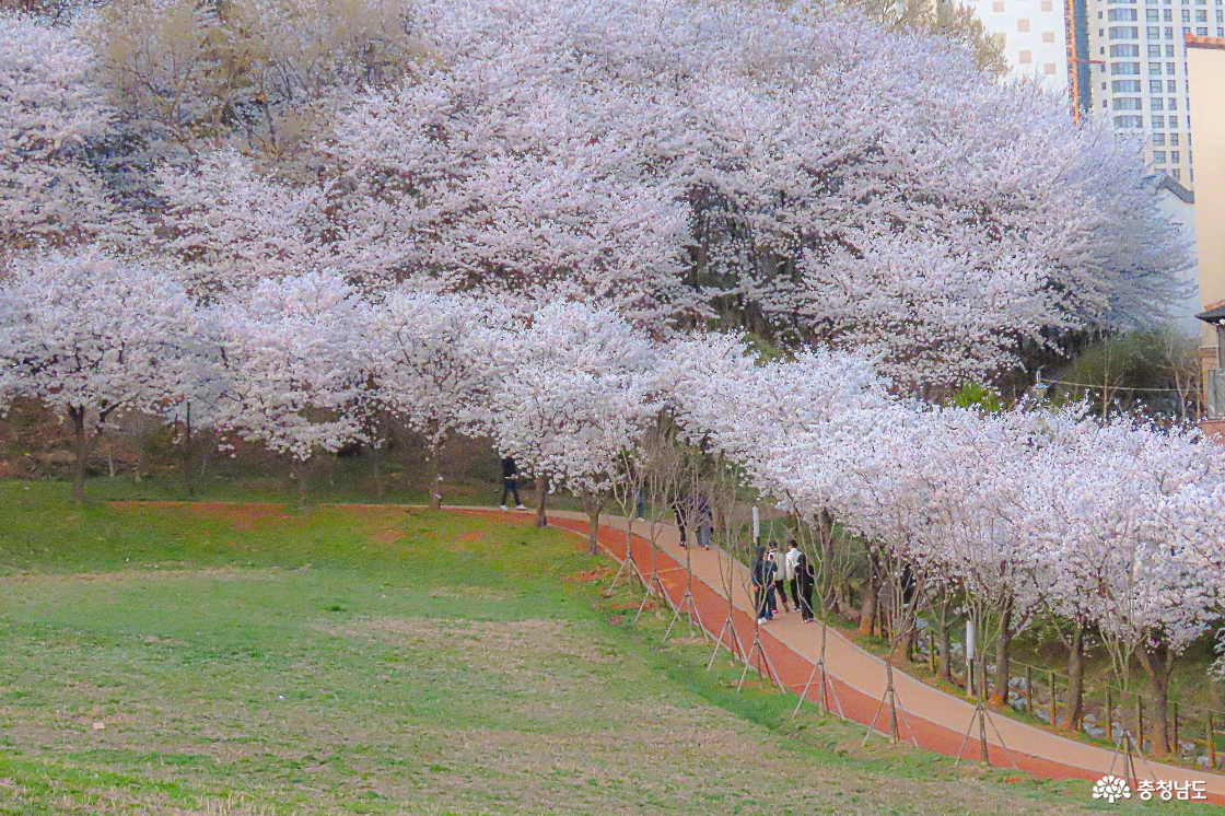 지산공원 벚꽃