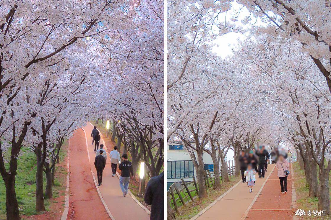 지산공원 벚꽃